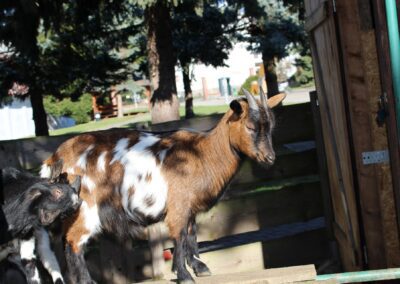 Velkopopovická Kozlovna kozy